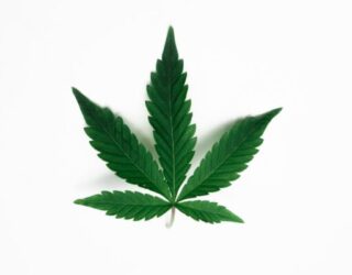 Top Cannabis Information